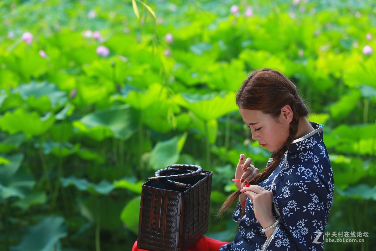 六月夏荷开花季