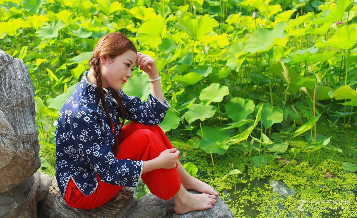 六月夏荷开花季