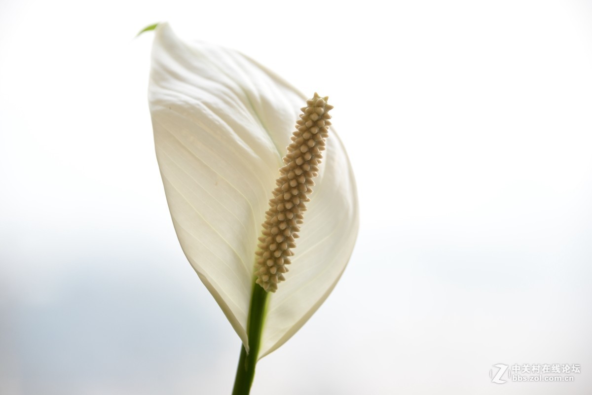 手持28-300G拍个微距看看（均为原片无后期处理）