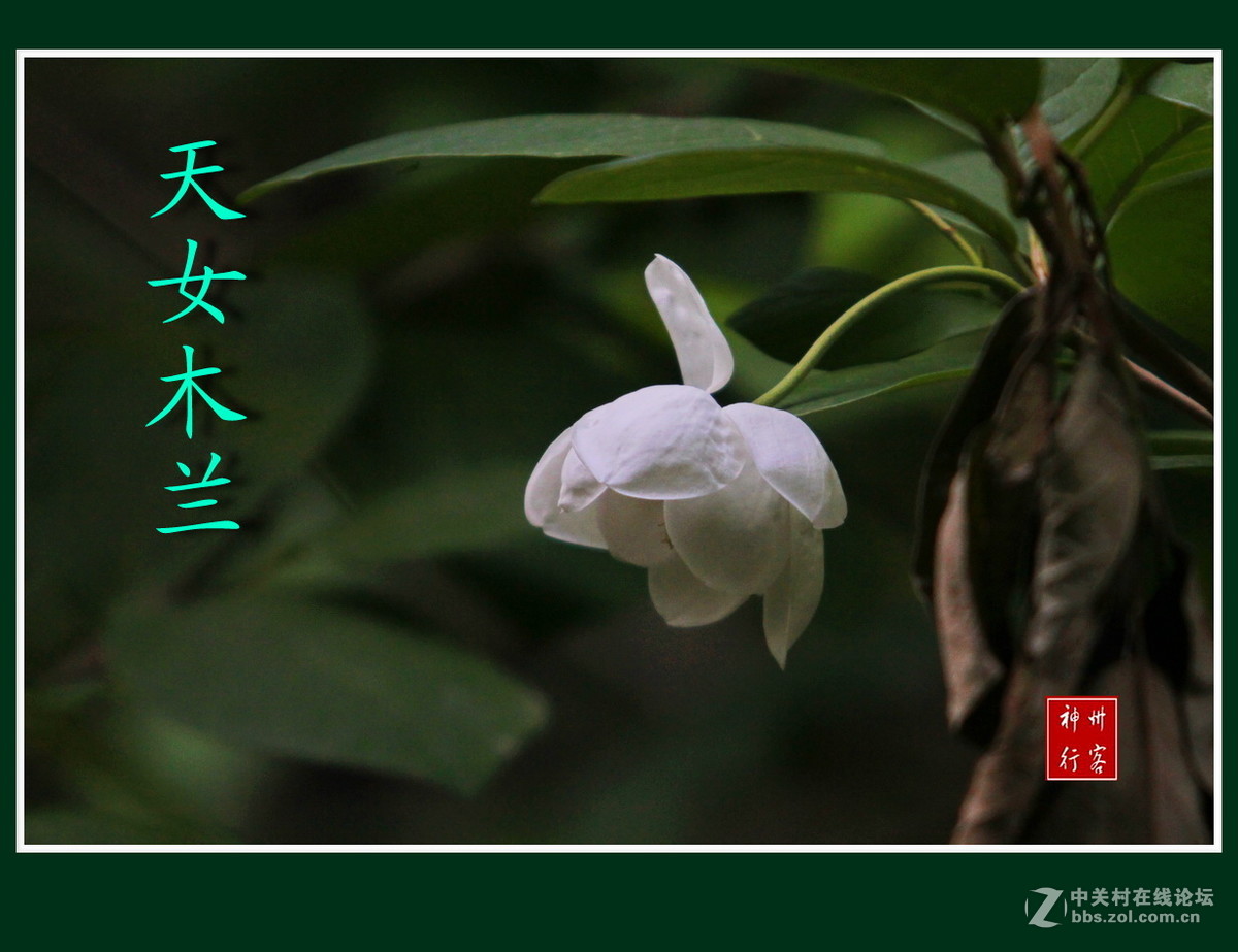 关东百花园(97)——天女木兰花-中关村在线摄影论坛