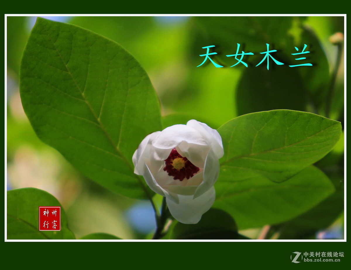 关东百花园(97)——天女木兰花-中关村在线摄影论坛