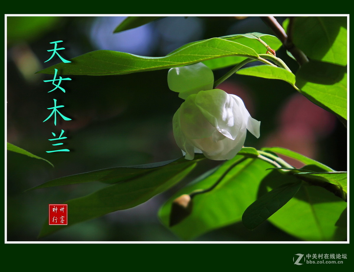 关东百花园(97)——天女木兰花-中关村在线摄影论坛