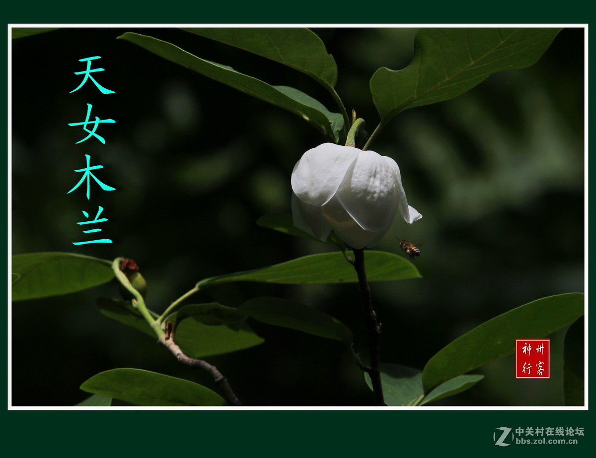 关东百花园(97)——天女木兰花-中关村在线摄影论坛