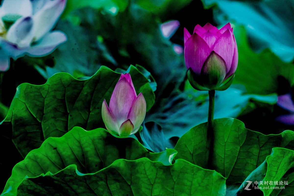 改装镜头下的荷花