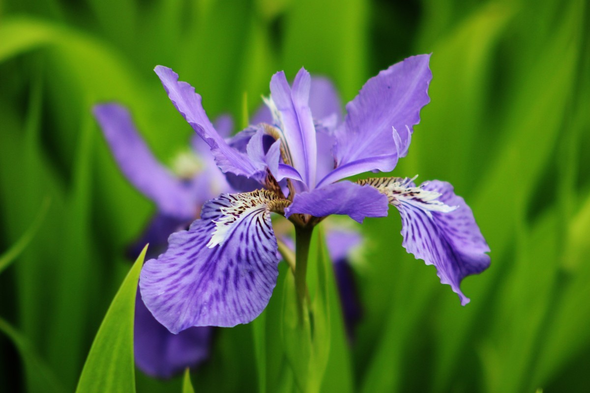 鳶尾花1