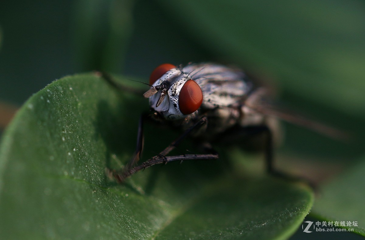 微距镜头下众小生，