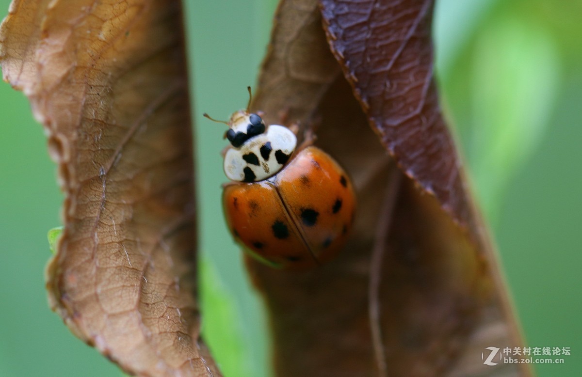微距镜头下众小生，