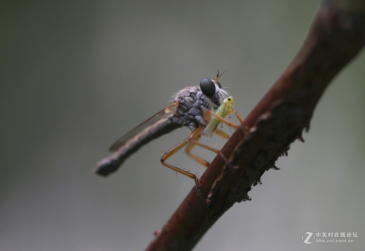 微距镜头下众小生，