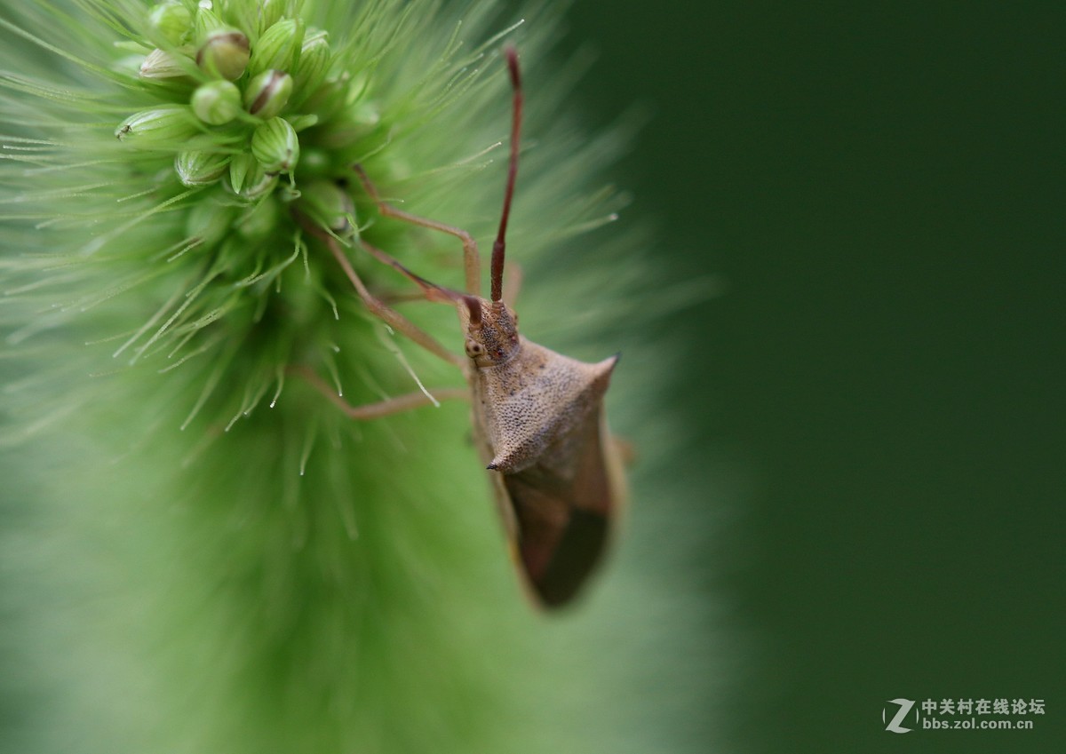 微距镜头下众小生，