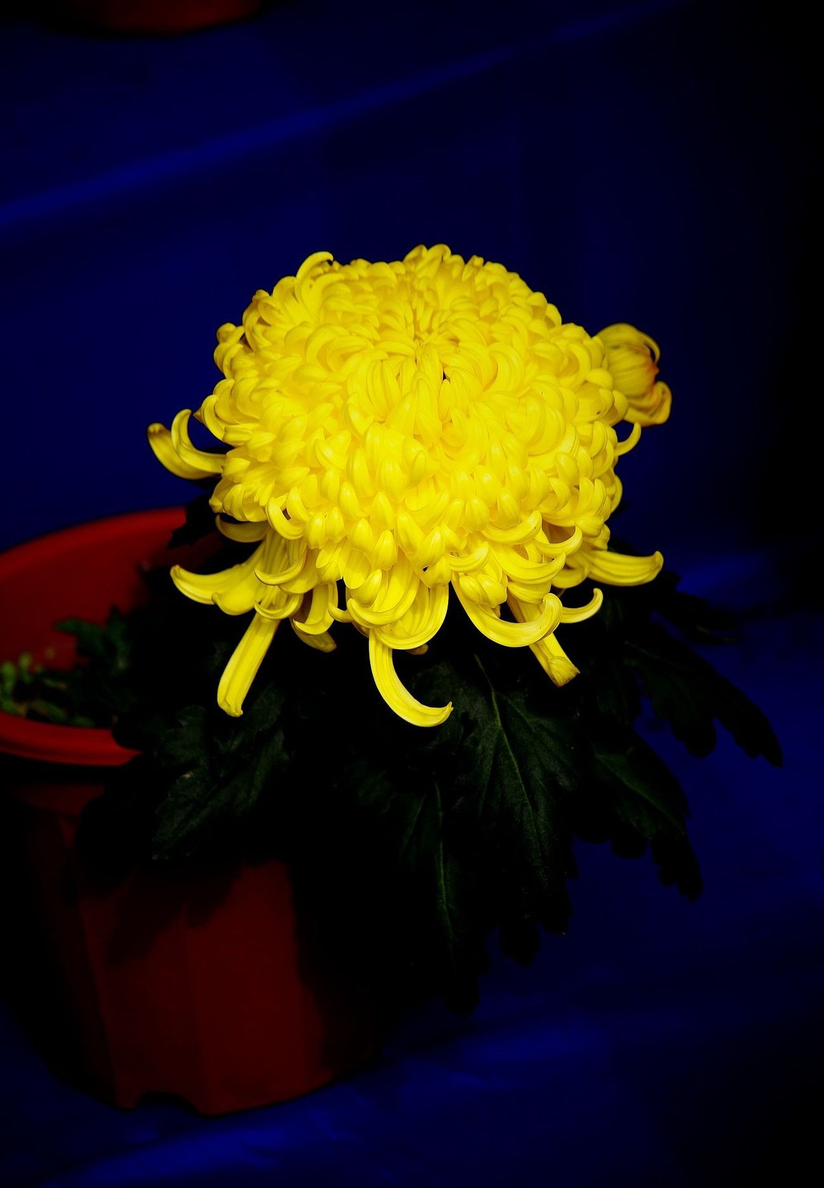 秋菊--续（一）！。。。。