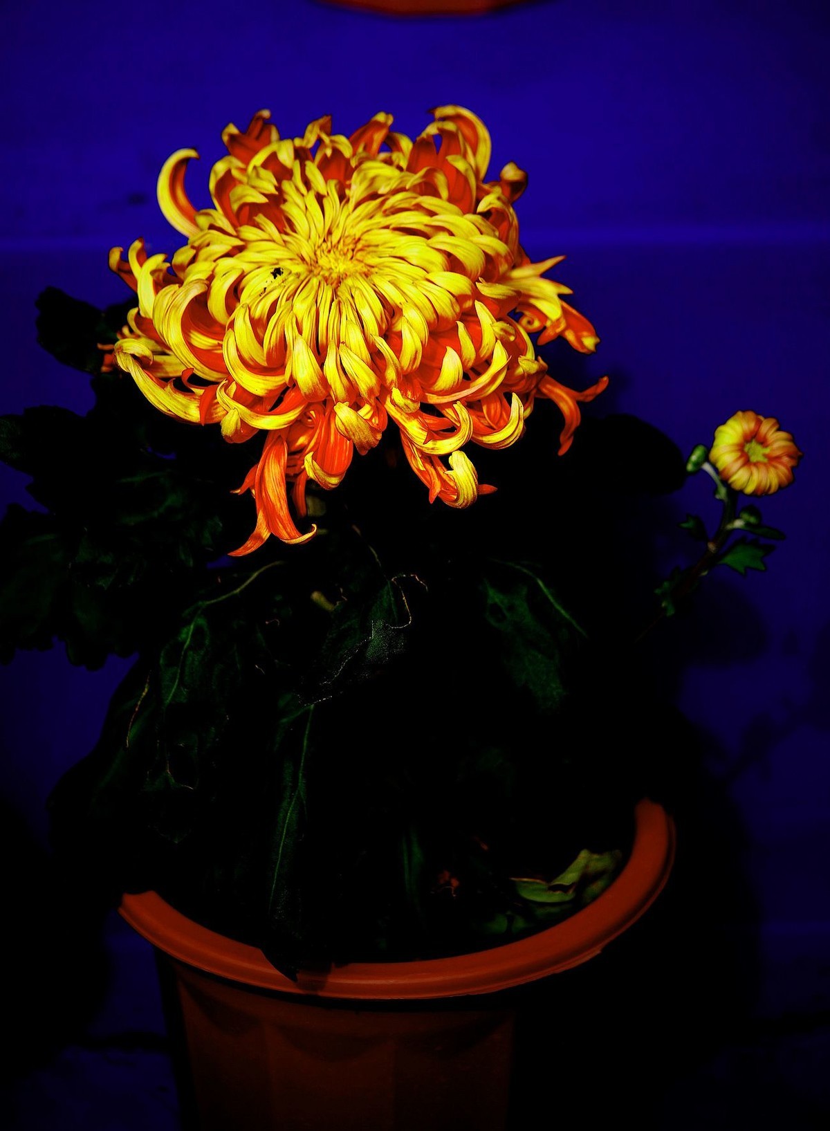 秋菊--续（一）！。。。。