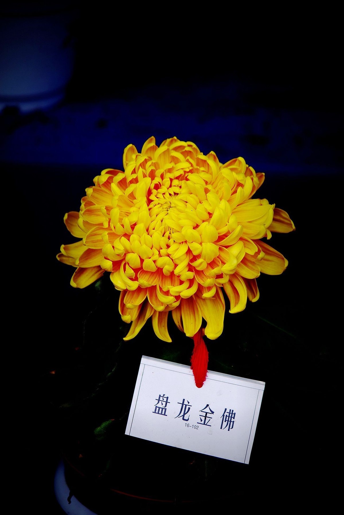 秋菊--续（一）！。。。。