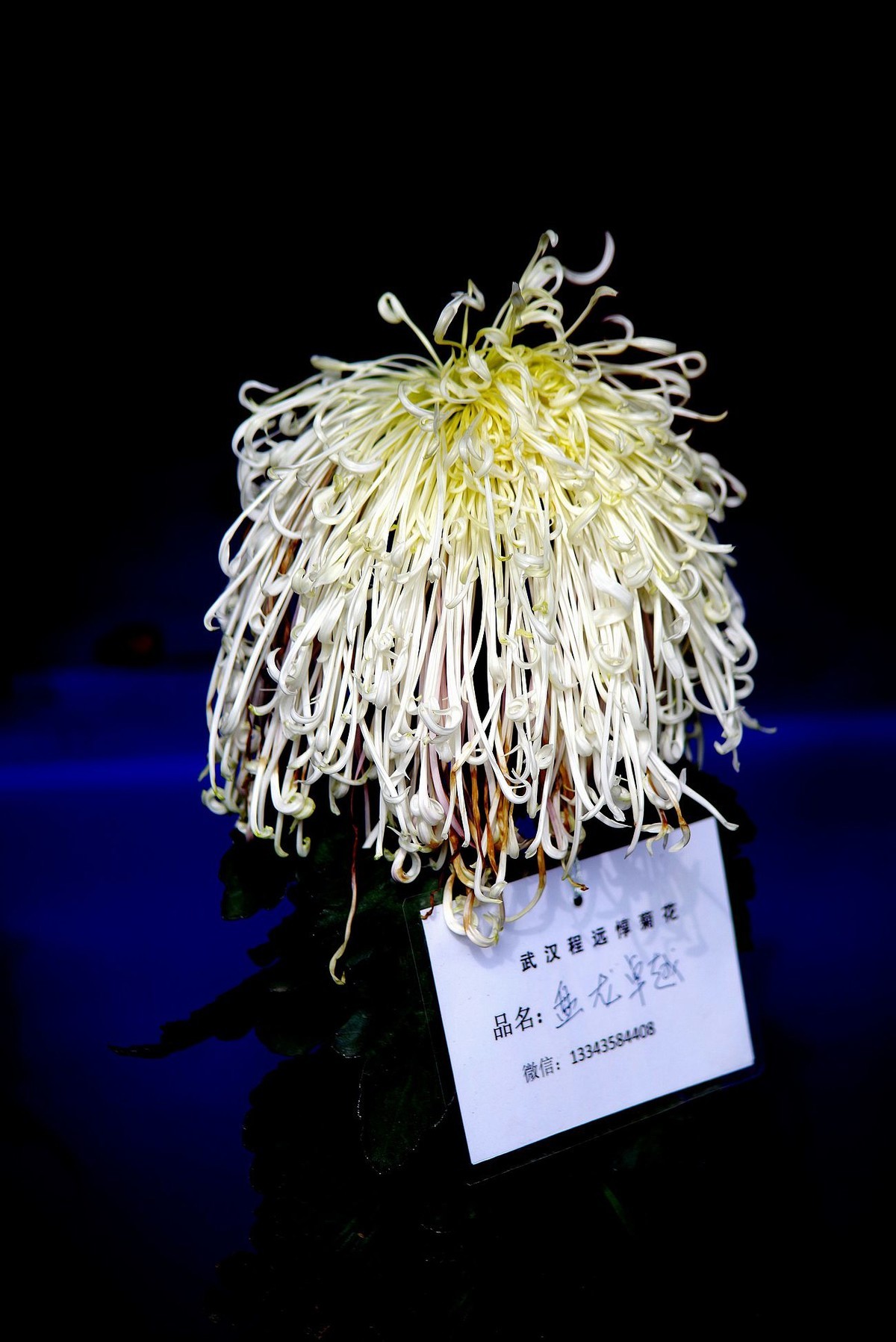 秋菊--续（一）！。。。。