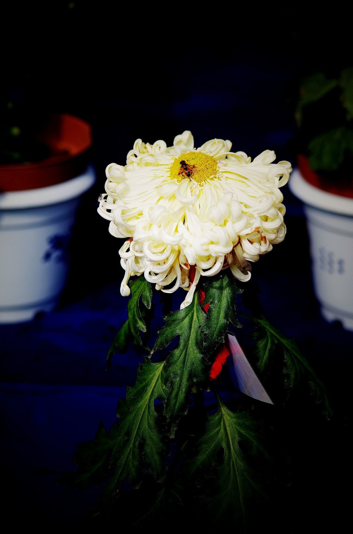 秋菊--续（一）！。。。。