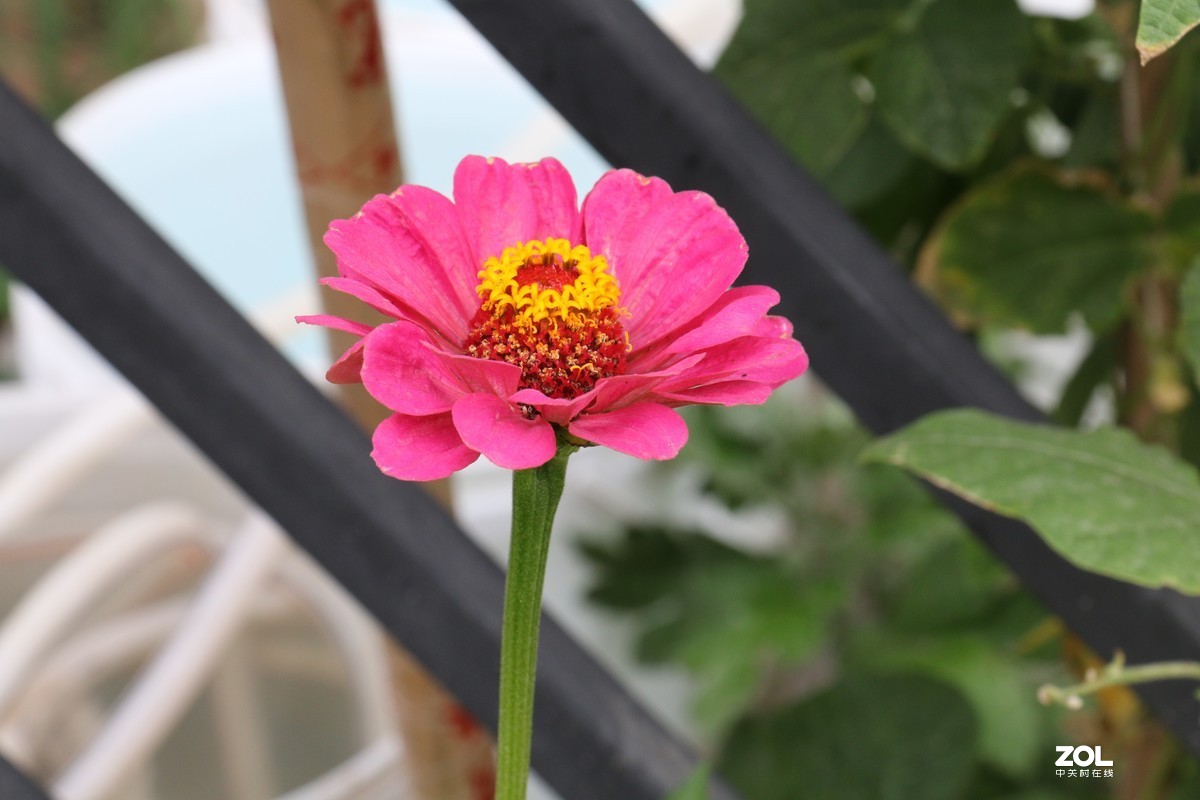 草花一组202079