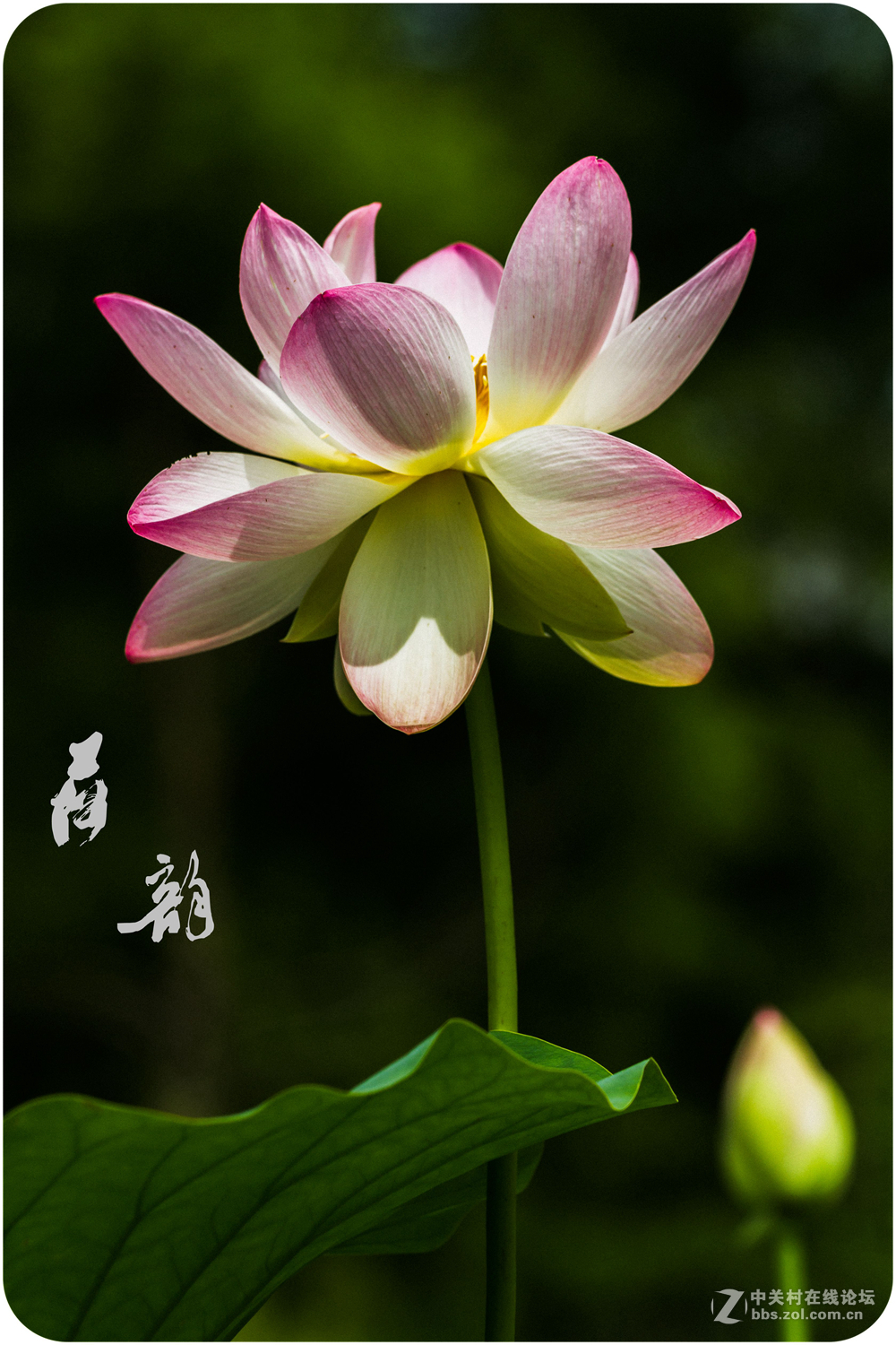 炎炎夏日，为荷而来