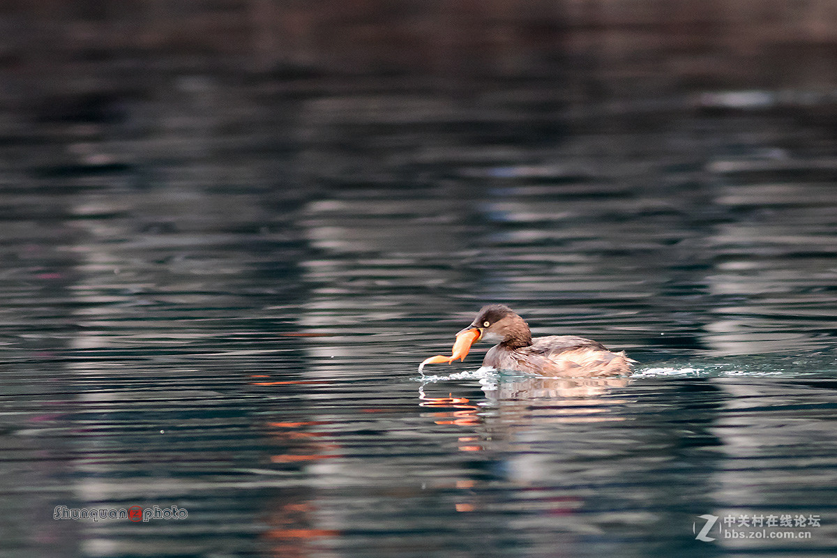 小鷿鷈衔红鱼