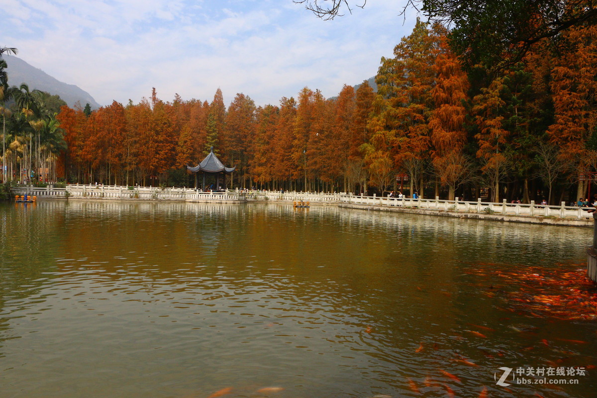 福州 森林公园-杉树-中关村在线摄影论坛