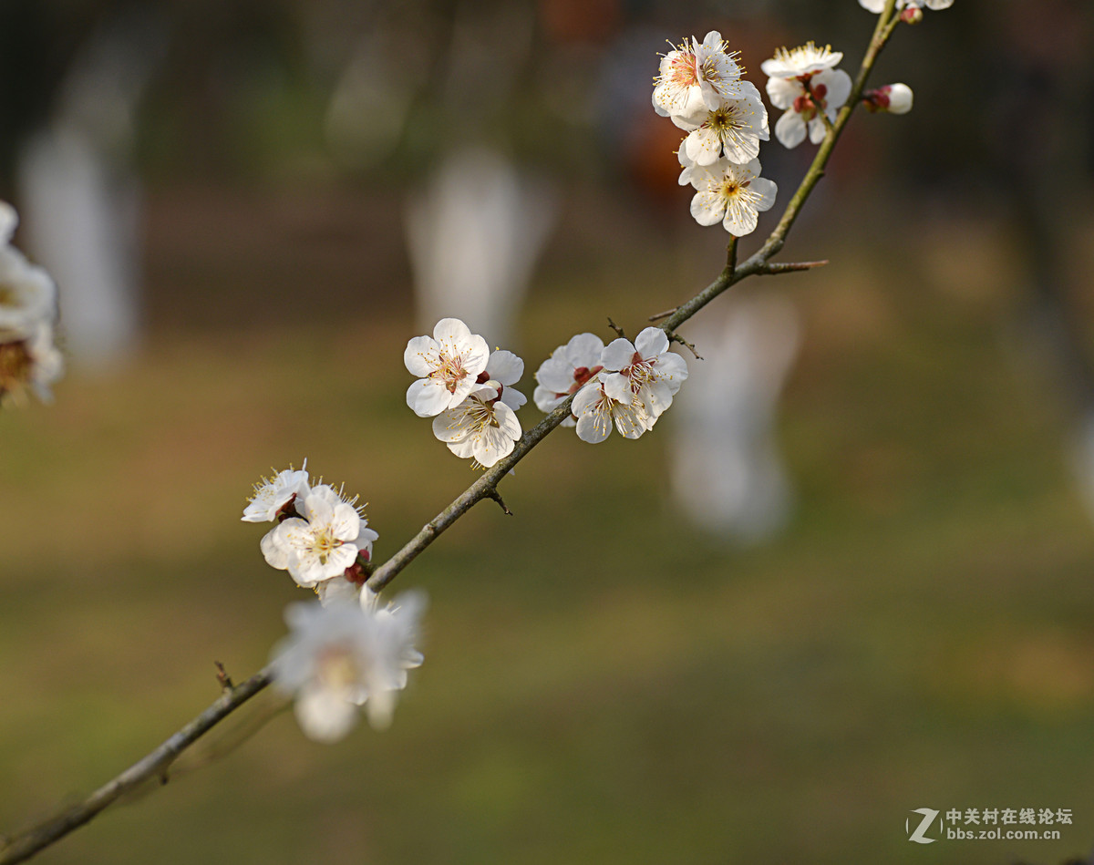 梅花朵朵开