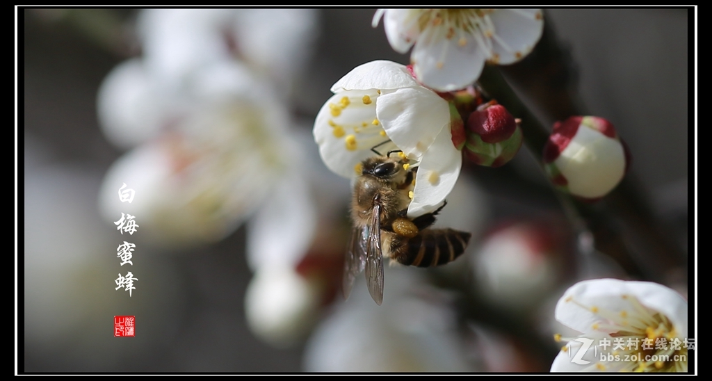白梅蜜蜂