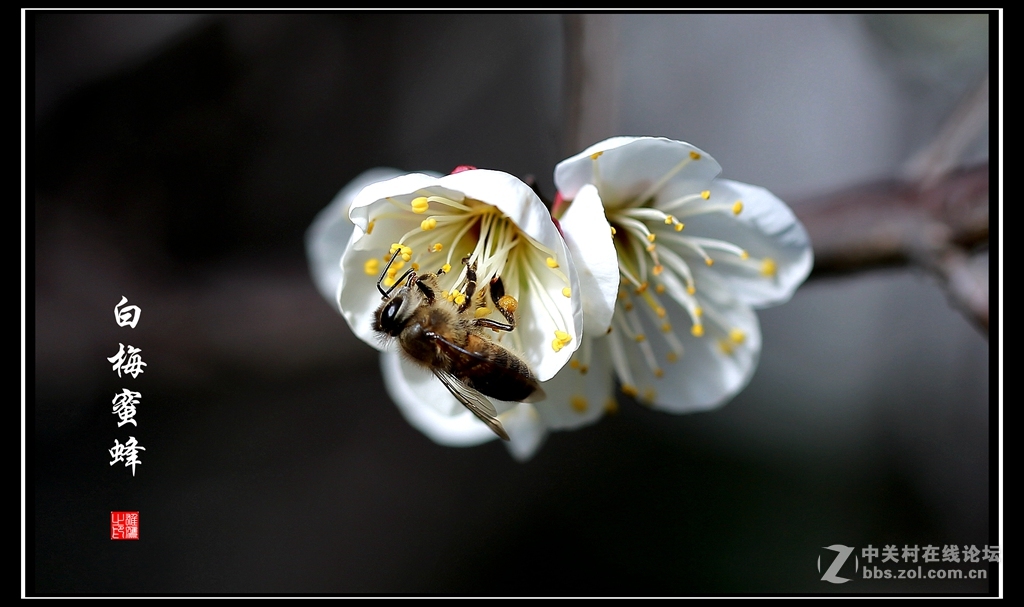 白梅蜜蜂