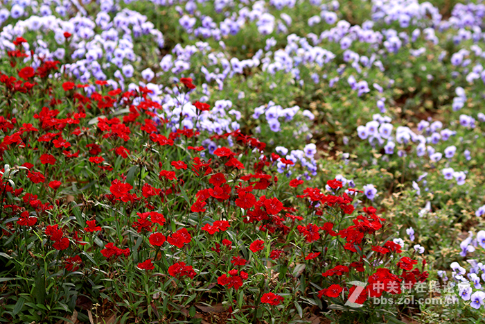 永诺85mm/f1.8，国产好头