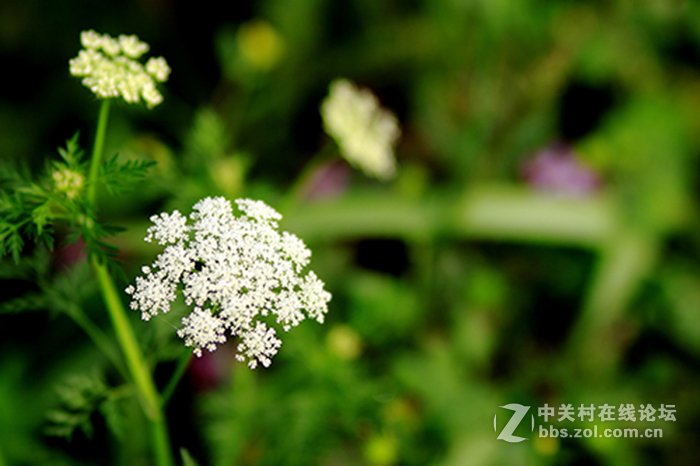 永诺85mm/f1.8，国产好头