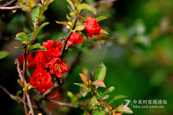 永诺85mm/f1.8，国产好头