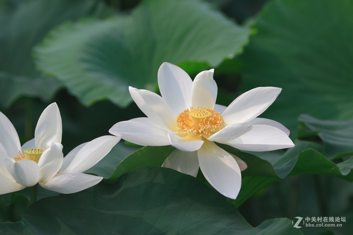 白荷花