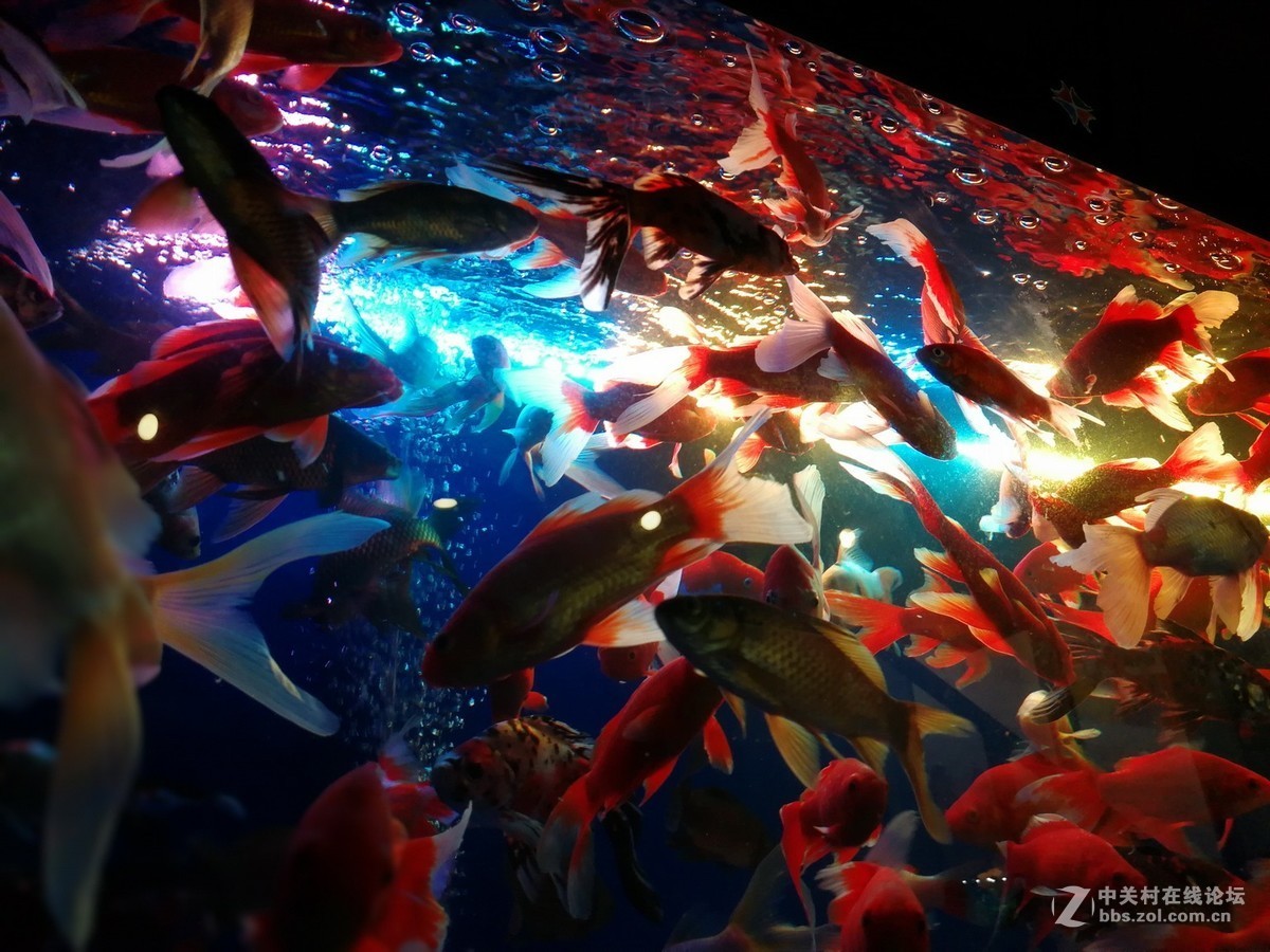 五光十色的水族箱 2