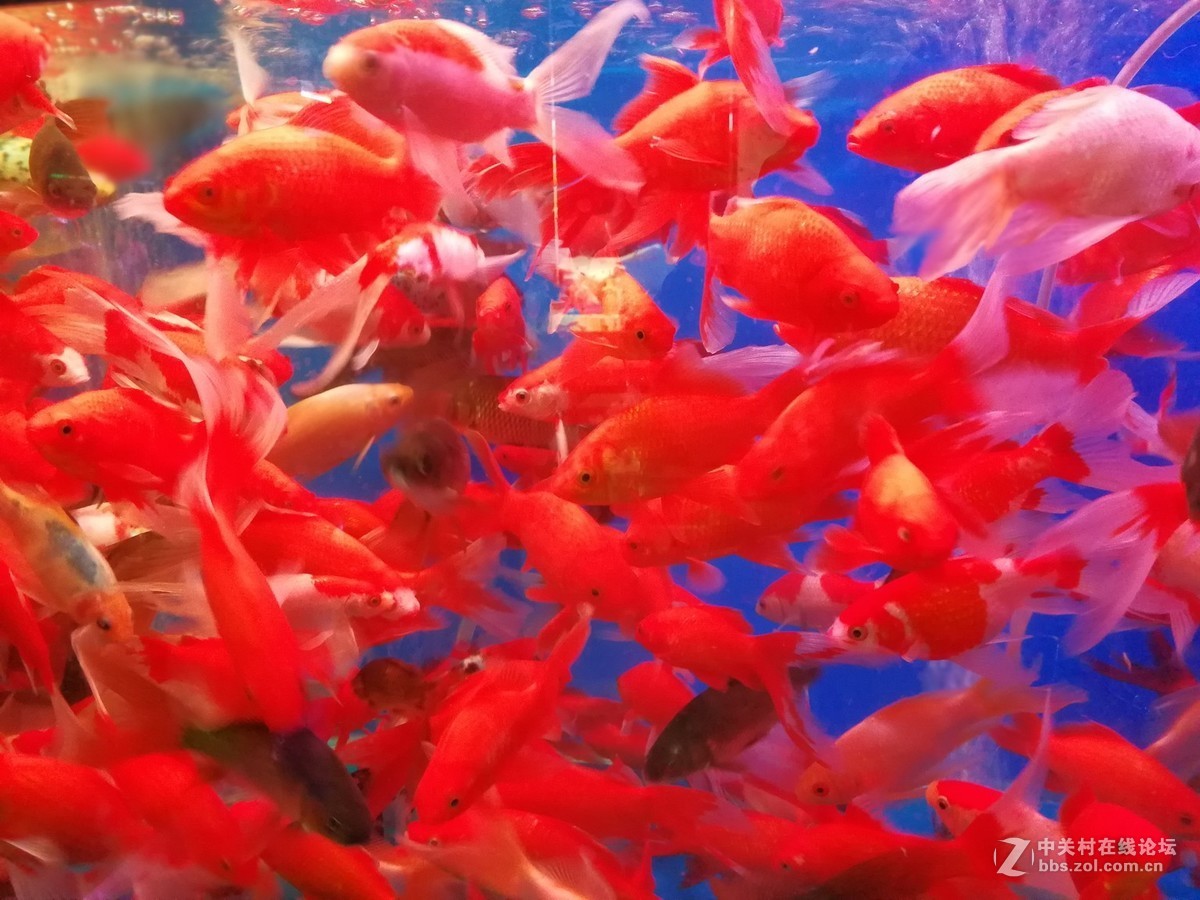 五光十色的水族箱 2