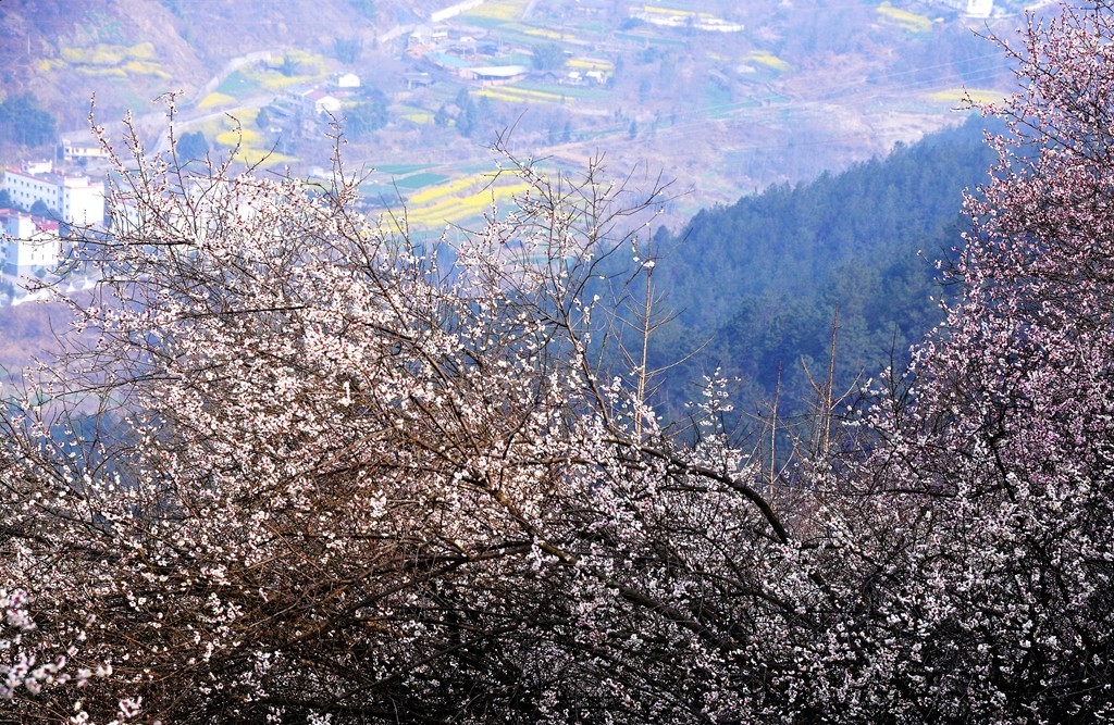 平通梅林