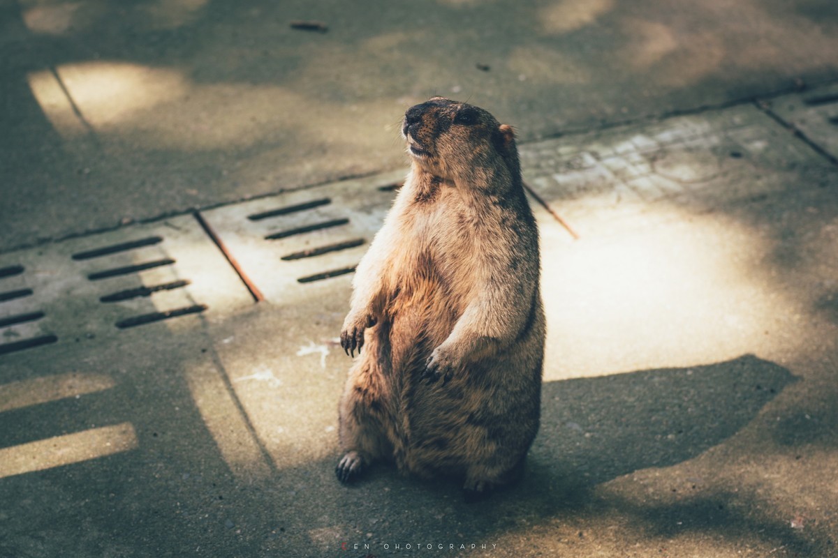 新手A6300配奥林巴斯手动镜头随拍一组