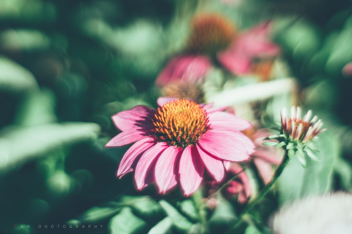 新手A6300配奥林巴斯手动镜头随拍一组