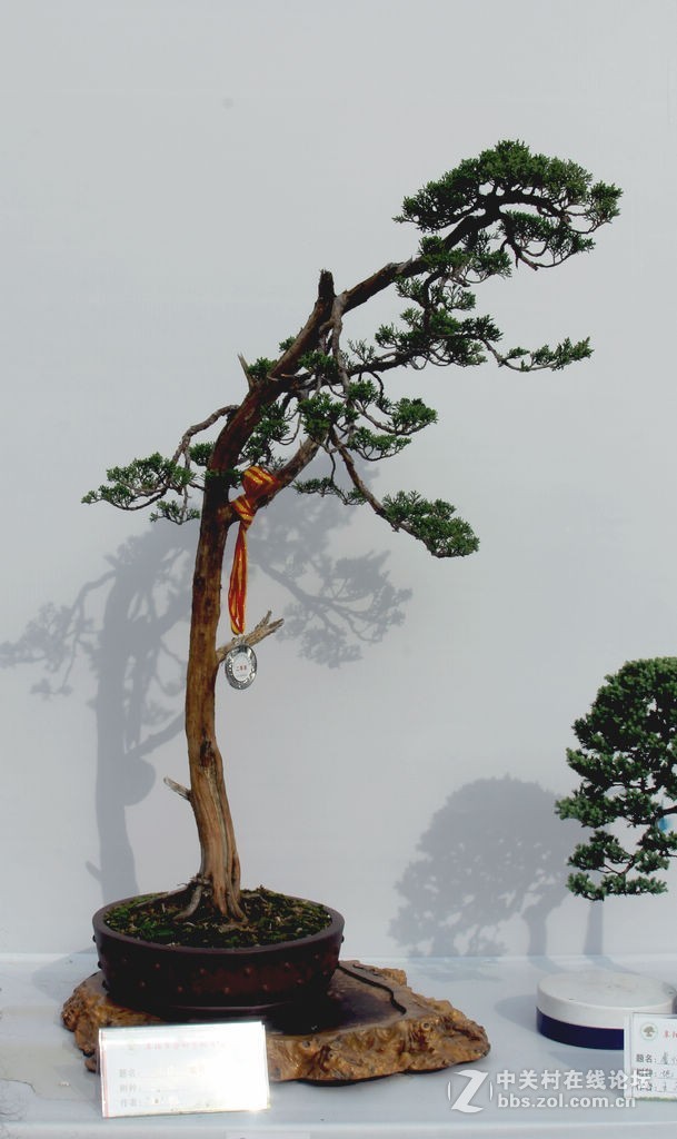 盆景展-13