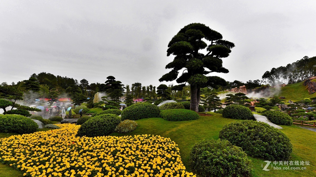 南寧園博園2羅漢松園