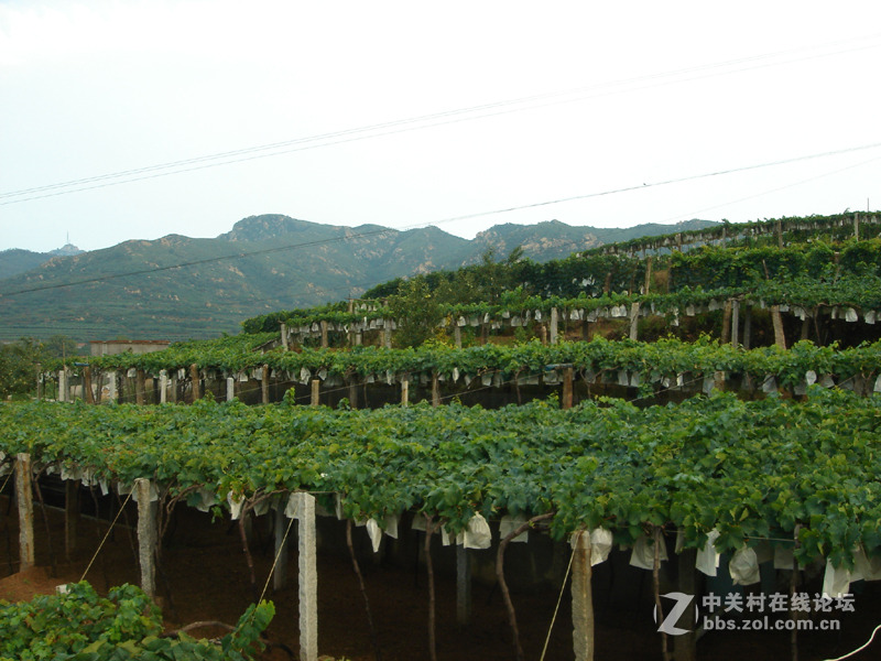 大泽山葡萄 晃眼