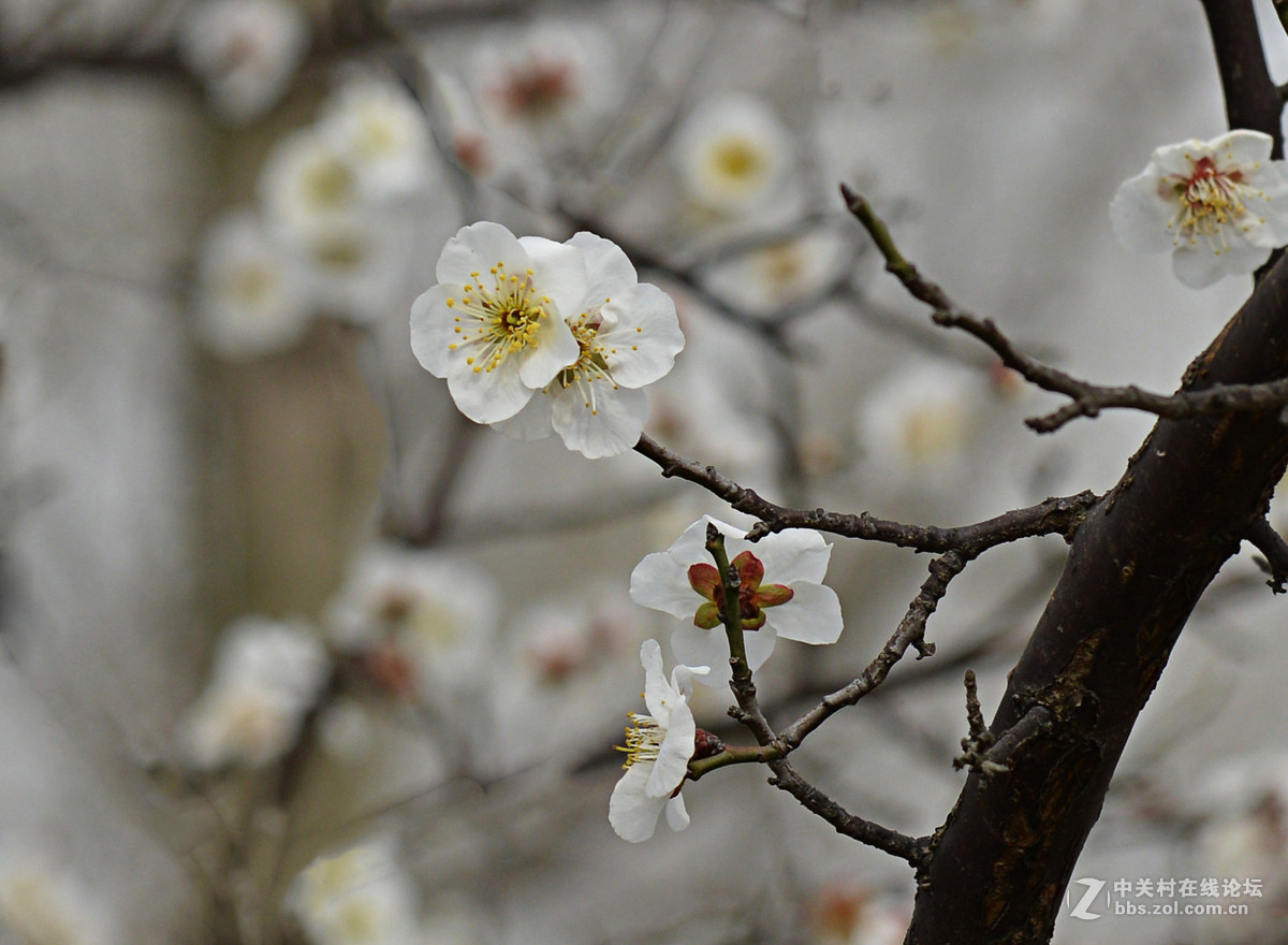 梅花朵朵开