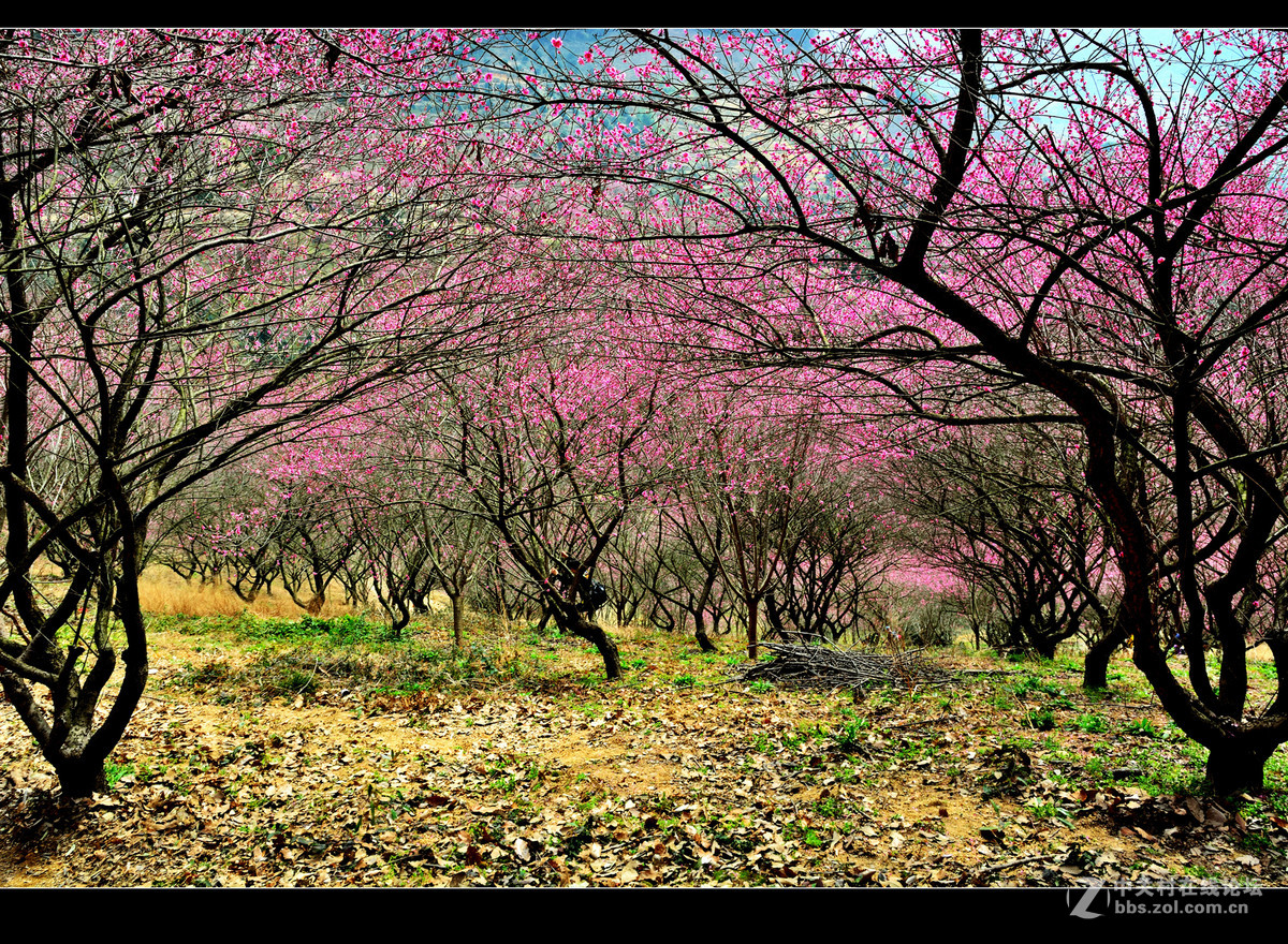 山上的梅花林