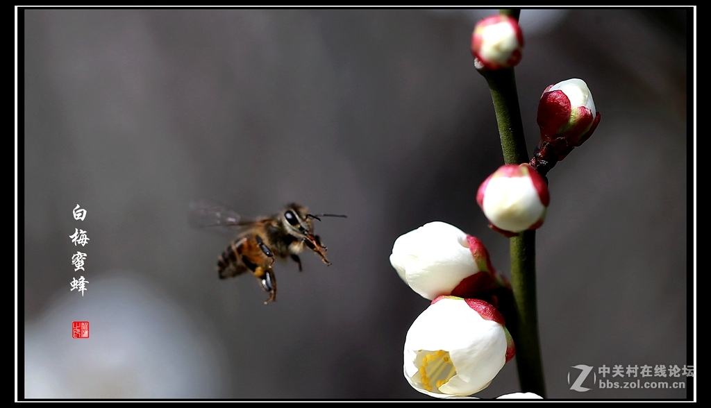 白梅蜜蜂