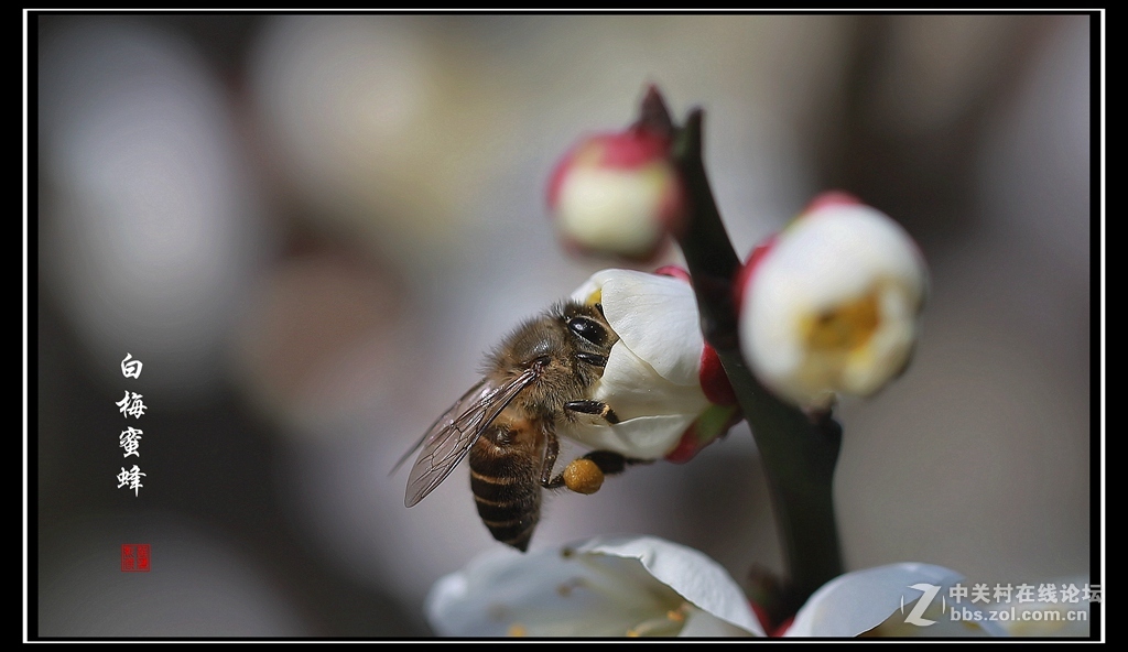 白梅蜜蜂