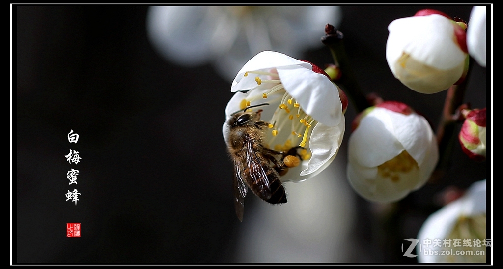 白梅蜜蜂
