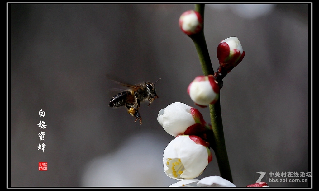 白梅蜜蜂