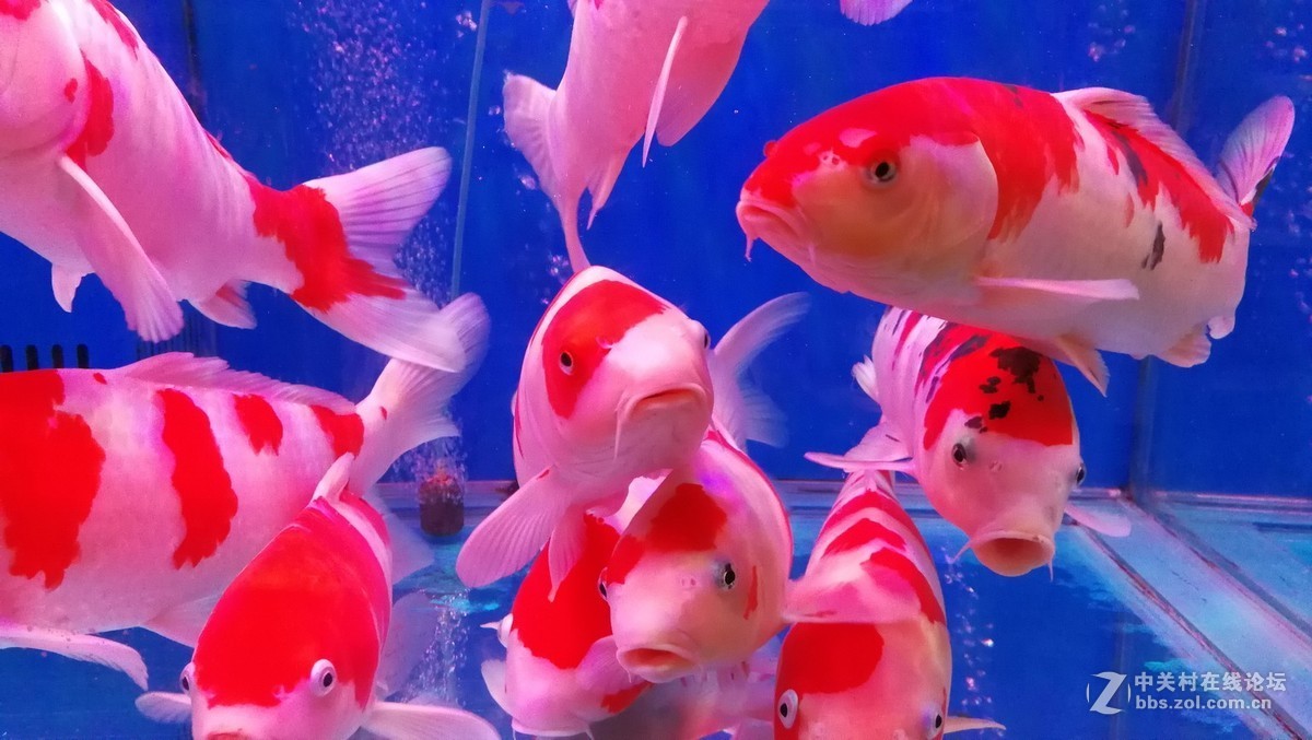 五光十色的水族箱 2