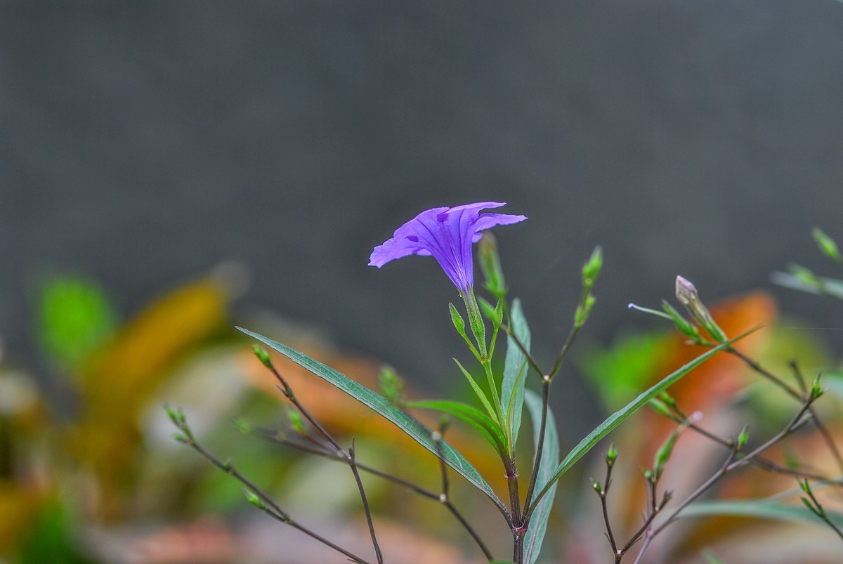 花草随拍