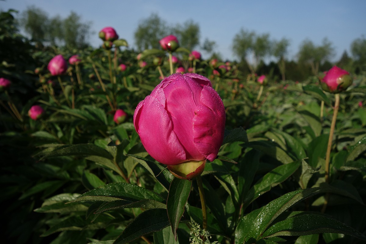 芍药花随拍