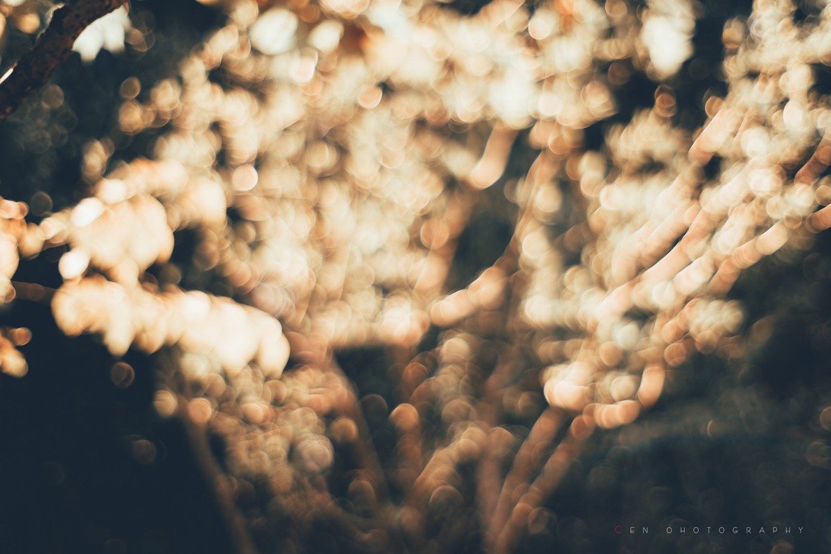 新手A6300配奥林巴斯手动镜头随拍一组