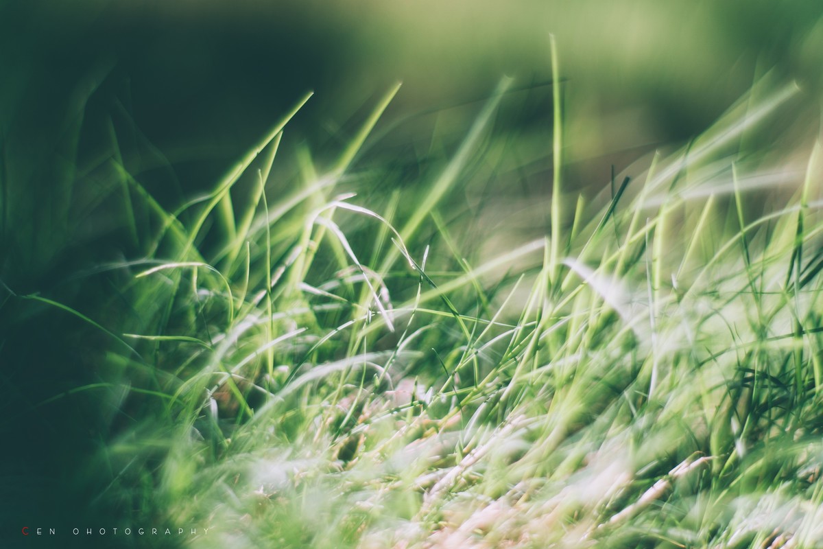 新手A6300配奥林巴斯手动镜头随拍一组