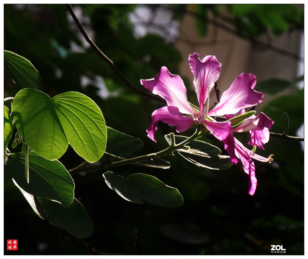 富士S2600二手货(手淘价286元)试机拍摄效果，欢迎摄友点评及指正！