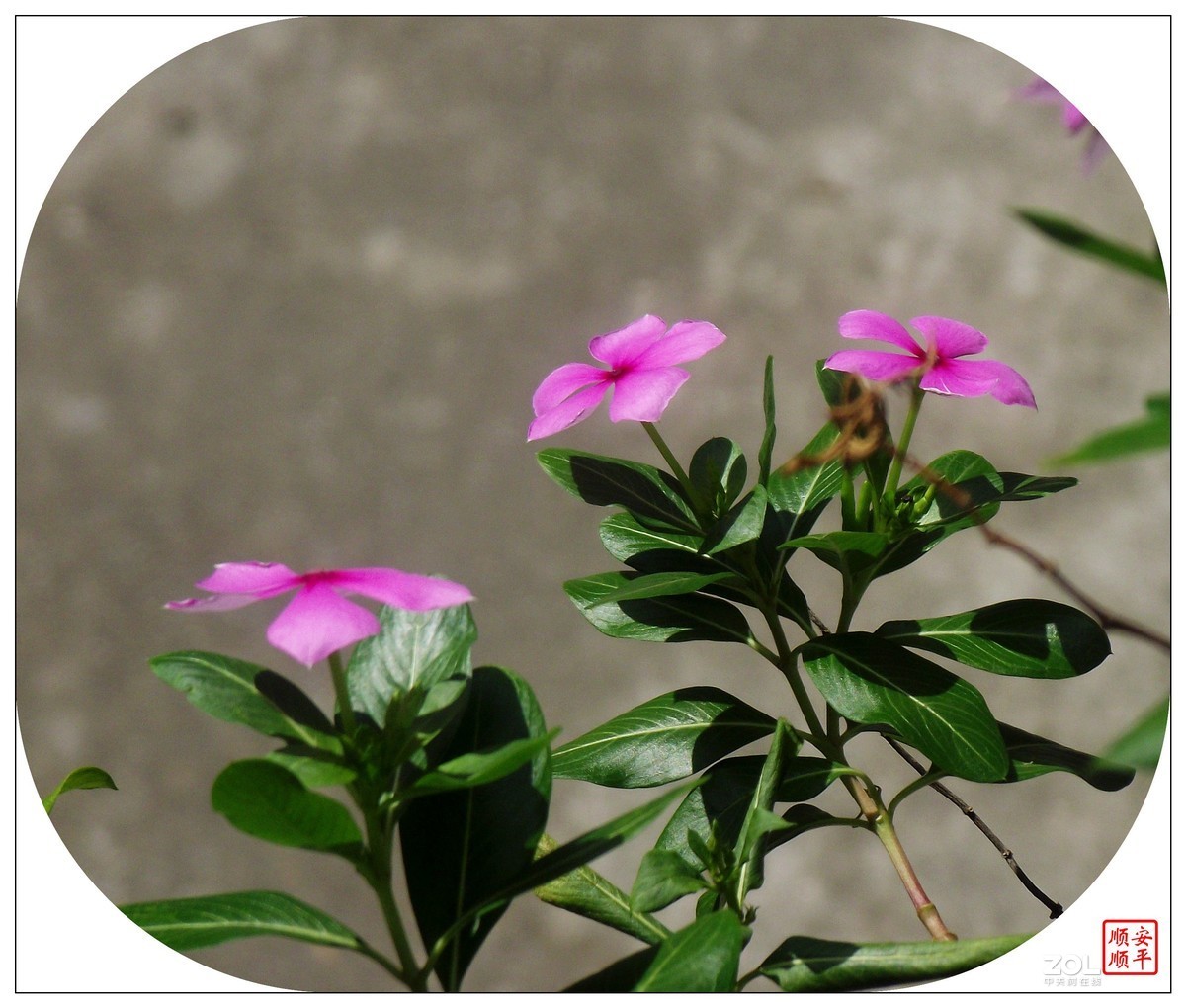 富士S2600二手货(手淘价286元)试机拍摄效果，欢迎摄友点评及指正！